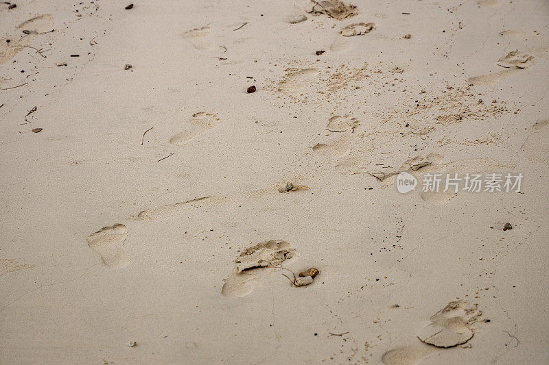 警惕鬼蟹(Ocypode ryderi)在海滩上，皮皮岛，泰国。